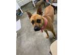 Adopt Scrappy a Tan/Yellow/Fawn Mixed Breed (Medium) / Mixed Breed (Medium) /