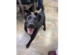 Adopt Boop a Black German Shepherd Dog / Mixed Breed (Medium) / Mixed (short