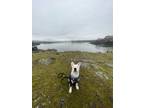 Adopt Tucker a White Mixed Breed (Medium) / Mixed Breed (Medium) / Mixed (short