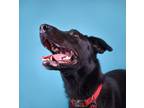 Adopt Lenny a Black Mixed Breed (Small) / Mixed Breed (Medium) / Mixed (short