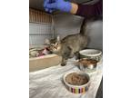 Adopt Frank a Brown Tabby Domestic Longhair / Mixed Breed (Medium) / Mixed