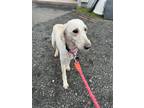Adopt Miss Gracie a White Poodle (Standard) / Mixed Breed (Medium) / Mixed (long