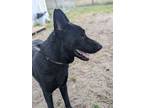 Adopt Dax a Black German Shepherd Dog / Mixed dog in Alva, FL (41031634)