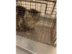 Adopt 55568522 a Brown Tabby Domestic Longhair / Mixed Breed (Medium) / Mixed
