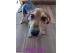 Adopt Bashful a Black German Shepherd Dog / Mixed Breed (Medium) / Mixed (short