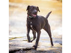Adopt Gail a Black Mixed Breed (Small) / Mixed Breed (Medium) / Mixed (short