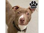 Adopt Axel a Tan/Yellow/Fawn American Pit Bull Terrier / Mixed Breed (Medium) /
