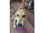 Adopt Happy a Black German Shepherd Dog / Mixed Breed (Medium) / Mixed (short