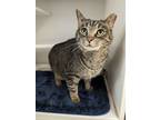 Adopt Rascal a All Black Domestic Shorthair / Mixed Breed (Medium) / Mixed