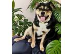 Adopt Charlie a Black German Shepherd Dog / Mixed Breed (Medium) / Mixed (short