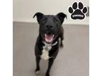 Adopt Cupcake a Black American Pit Bull Terrier / Mixed Breed (Medium) / Mixed