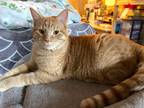 Adopt Sassafras (Sassy) a Orange or Red Tabby Domestic Shorthair (short coat)