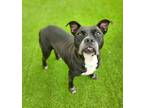 Adopt Semi 1405-22 a Black American Pit Bull Terrier / Mixed Breed (Medium) /