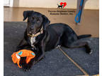 Adopt Cha Cha a Black Golden Retriever / Mixed Breed (Medium) / Mixed (short