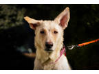 Adopt Lee Loo a White Mixed Breed (Small) / Mixed Breed (Medium) / Mixed (short