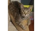 Adopt Oliver Hiss a Gray, Blue or Silver Tabby Domestic Shorthair (short coat)
