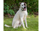Adopt Bandit a White Australian Cattle Dog / Mixed Breed (Medium) / Mixed (short