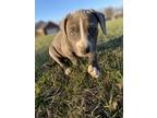 Adopt Scrappy a Gray/Blue/Silver/Salt & Pepper Pit Bull Terrier / Mixed Breed