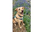 Adopt Beau a Tan/Yellow/Fawn Labrador Retriever / Retriever (Unknown Type) /