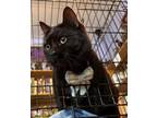 Adopt Fredrico a Black (Mostly) American Shorthair (short coat) cat in Marion
