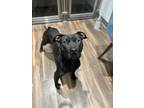 Adopt Macy (sponsored adoption fee) a Black Mixed Breed (Small) / Mixed Breed