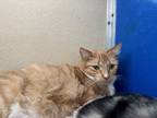 Adopt Nova a Orange or Red Domestic Shorthair / Mixed Breed (Medium) / Mixed