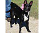 Adopt Dixie a Black - with White Australian Kelpie / Collie / Mixed dog in Rocky