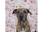 Adopt Blake ***COURTESY POST*** a Brindle - with White Pit Bull Terrier / Mixed