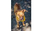Adopt Milkshake a American Staffordshire Terrier / Mixed dog in Mobile