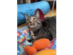 Adopt Rhoda a Brown Tabby Domestic Shorthair (short coat) cat in Bloomsburg
