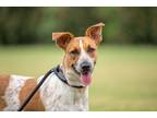 Adopt Julia a Australian Cattle Dog / Hound (Unknown Type) / Mixed dog in