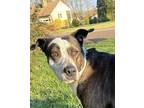Adopt Ellie a Brindle - with White American Staffordshire Terrier / Mixed Breed