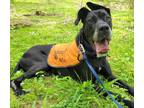 Adopt Blaine a Great Dane / Mixed dog in Ewing, NJ (41001221)