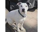 Adopt Gus a White - with Black Blue Heeler / Boxer dog in La Crosse