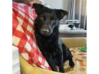 Adopt Hud a Black Blue Heeler / Border Collie dog in La Crosse, WI (41051869)