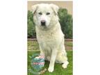 Adopt Blue a White Great Pyrenees / Mixed dog in Inglewood, CA (41051366)