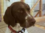 Adopt Quinn a White - with Brown or Chocolate German Shorthaired Pointer / Mixed