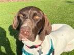 Adopt Stix a German Shorthaired Pointer / Mixed dog in Menlo Park, CA (41051479)
