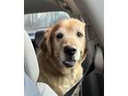 Adopt Luke a Red/Golden/Orange/Chestnut Golden Retriever / Mixed dog in Denton