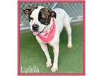 LYDELLA - see video American Bulldog Adult Female