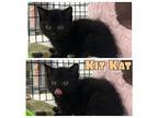 Kit Kat - NN Domestic Shorthair Kitten Male
