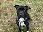 Topper Labrador Retriever Young Male