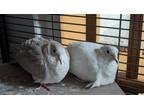 Adopt Rocket and Snow a Dove bird in Hinckley, IL (40518653)