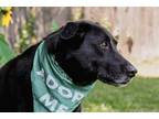 Adopt Kipper a Black Labrador Retriever / Border Collie / Mixed dog in Munford