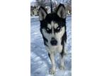 Adopt Balto a Black - with White Husky / Mixed dog in Memphis, TN (41051043)