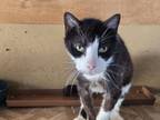 Adopt Bw kitty a Black & White or Tuxedo American Shorthair / Mixed (short coat)