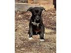 Adopt EBONY sm a Black Labrador Retriever / Beagle / Mixed dog in Quakertown