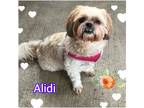 Adopt Alidi a White - with Tan, Yellow or Fawn Shih Tzu / Mixed dog in