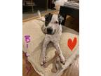 Adopt Billy a White - with Black Shar Pei / Pit Bull Terrier / Mixed dog in