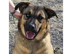 Adopt Clancey a Brown/Chocolate Labrador Retriever / Mixed Breed (Medium) /